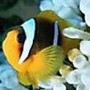 Avatar de Usuario